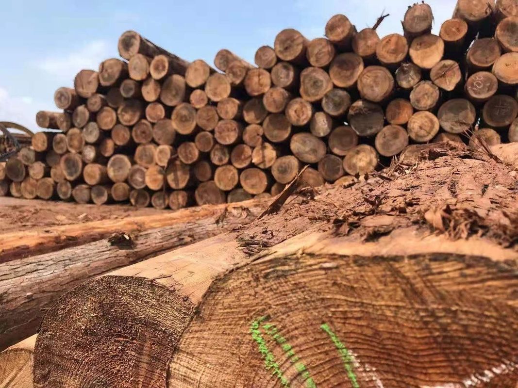 বাগানের সাজসজ্জার জন্য কাস্টমাইজড আউটডোর সিডার কাঠের বেড়া ভাল স্থায়িত্ব